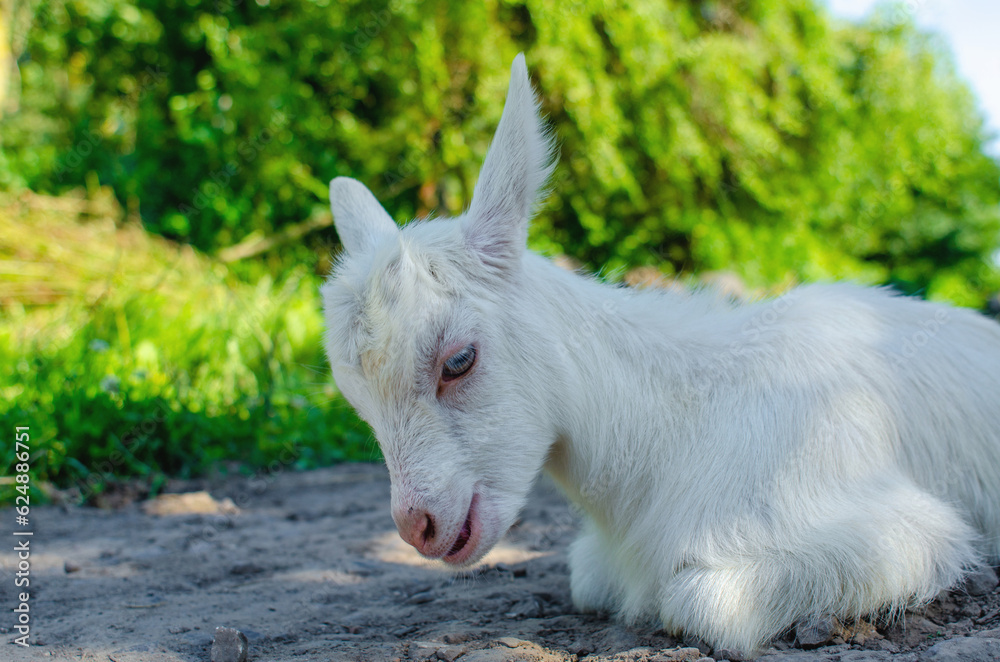 baby goat was walking along the street, lying down and resting on the road baby goat was walking along the street, lying down and resting on the road