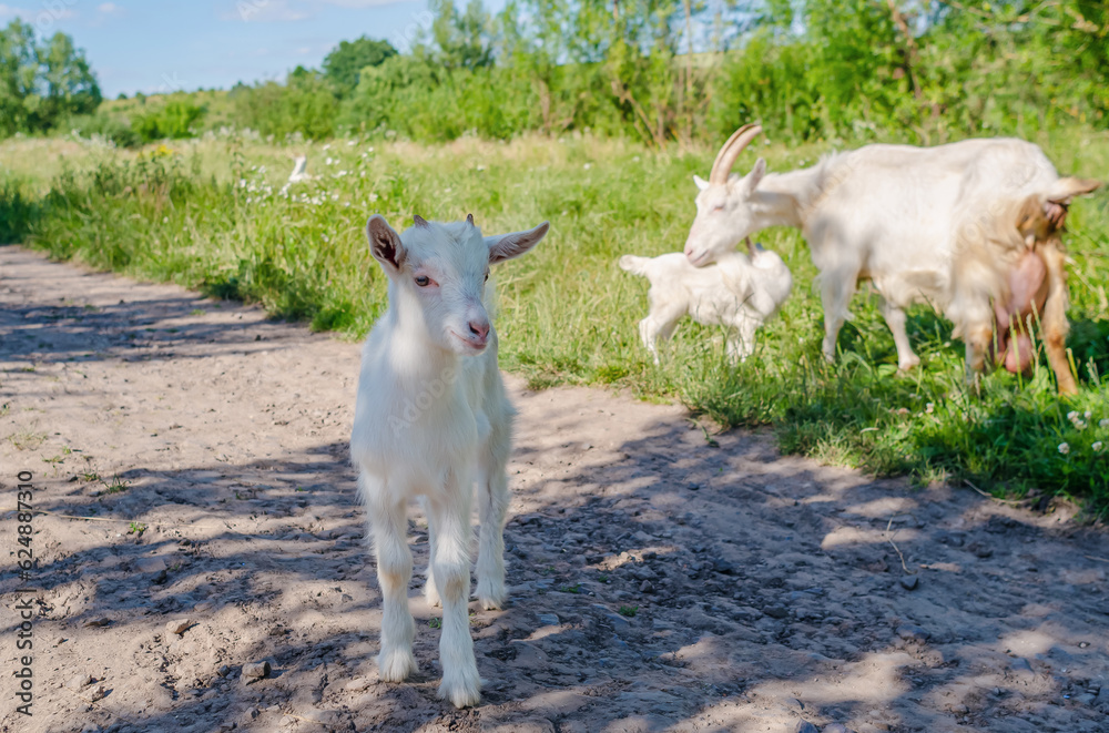 Obraz premium A baby goat walks down street in the village. Summer grazing of goats
