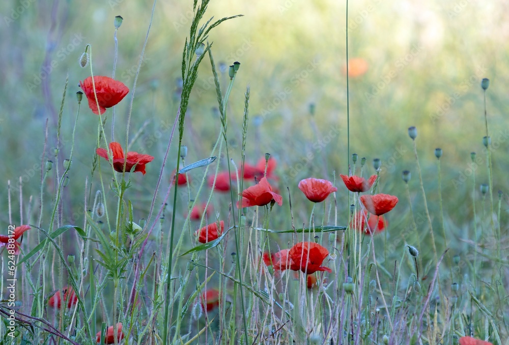 Obraz premium Field overgrown with wild poppy with red flowers