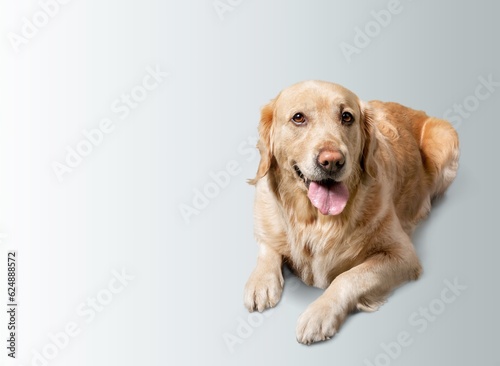 Cute smart young dog posing