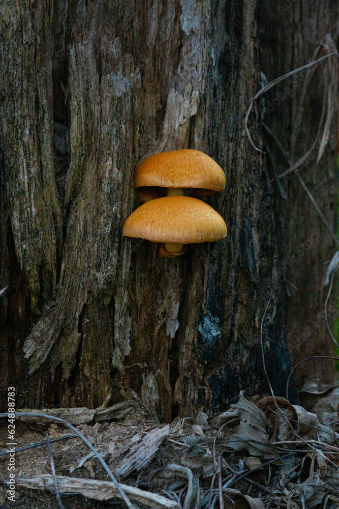 Fototapeta premium mushrooms in the forest
