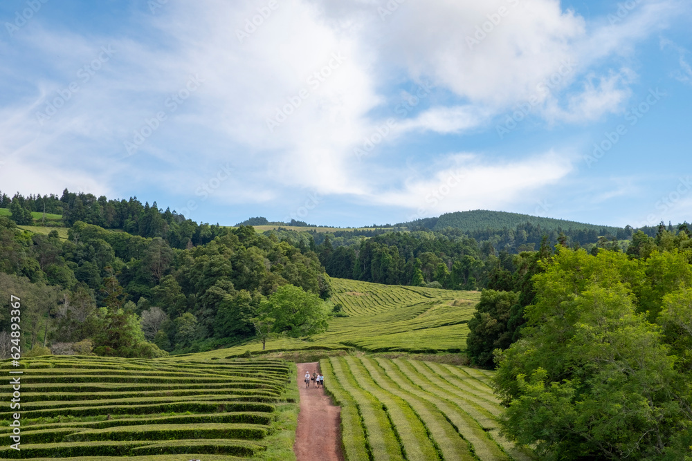 Green tea fields of Gorreana Tea Plantation with red dirt path on the middle. Sao Miguel island, Azores