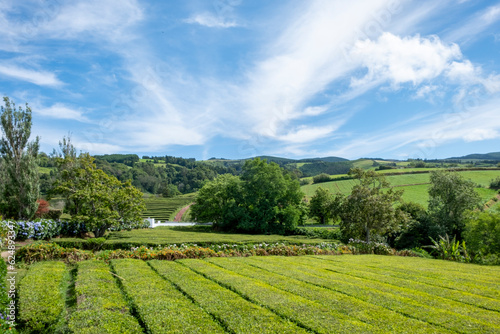 Fototapeta Naklejka Na Ścianę i Meble -  Green tea fields of Gorreana Tea Plantation. Sao Miguel island, Azores