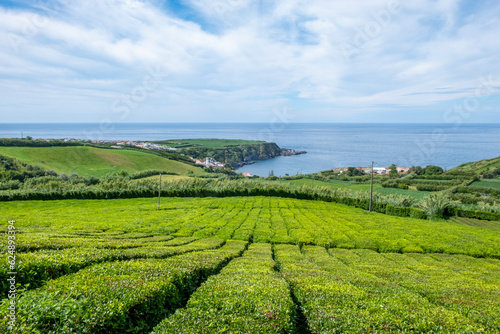 Fototapeta Naklejka Na Ścianę i Meble -  Tea plantation of Porto Formoso with the Atlantic Ocean in the background. Island of Sao Miguel, Azores, Portugal