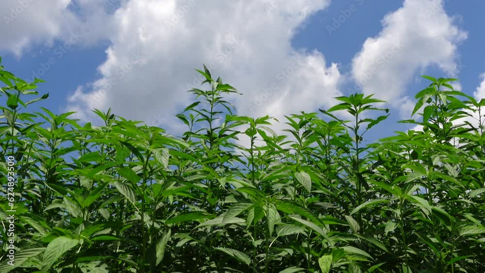 Scenery of swaying green jute trees on blue sky with white clouds background. Scenery of swaying green jute trees on blue sky with white clouds background.