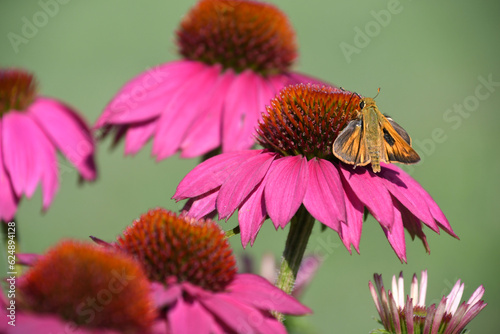 A male sachem grass skipper butterfly on coneflower, echinacea.