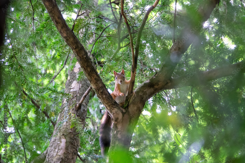 Eichhörnchen klettert auf einem Ast herum Eichhörnchen klettert auf einem Ast herum