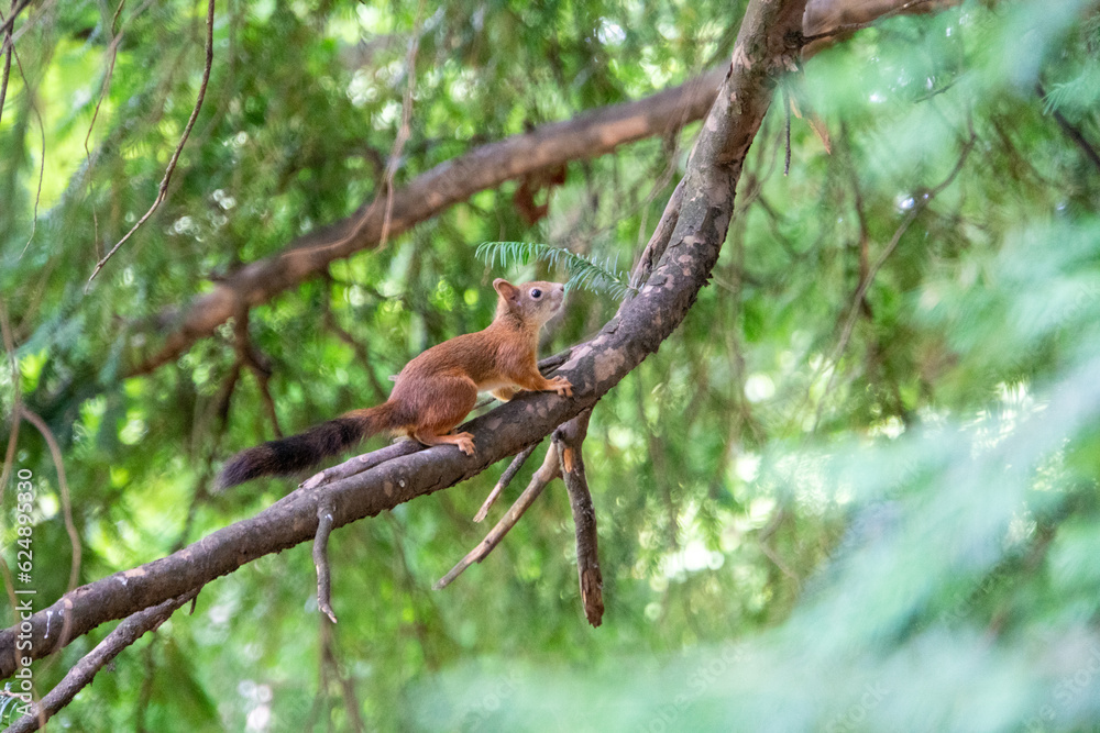 Eichhörnchen klettert auf einem Ast herum Eichhörnchen klettert auf einem Ast herum