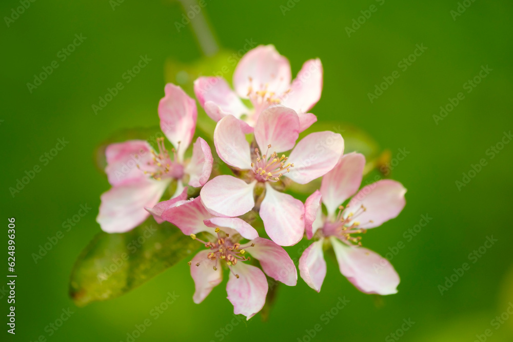 Obraz premium Spring Cherry blossoms, pink flowers. the cherry blossoms are in full bloom, spring flower background