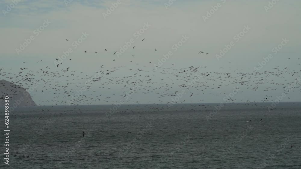 massive flock of seabirds hunting, such as brown pelican and guanay shag or cormorant, flying along the coastline of the coastal desert in the Paracas national reserve at the pacific ocean of Peru. massive flock of seabirds hunting, such as brown pelican and guanay shag or cormorant, flying along the coastline of the coastal desert in the Paracas national reserve at the pacific ocean of Peru.