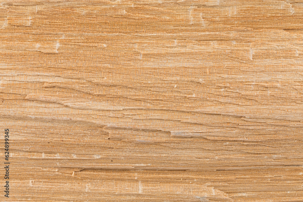 Fototapeta premium Birch wood texture