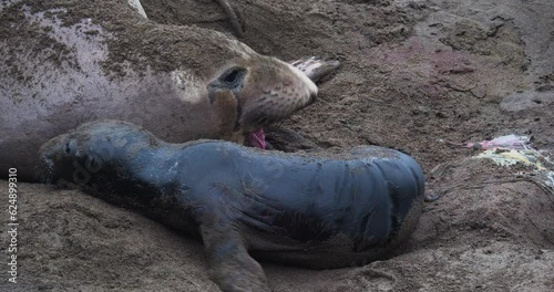 At the Piedras Blancas rookery on the central California coast. Rare quality close up video of a newly born elephant seal pup and its mother. The mother is defending her pup and territory from other
