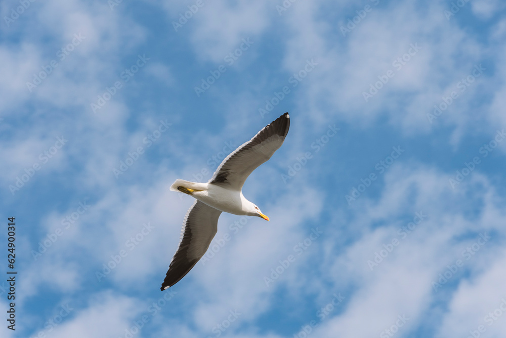 Seagull flying in the blue sky clouds. Peruibe, Brazil. Gull, Laridae, a large gull, isolated on sky background. Seagull flying in the blue sky clouds. Peruibe, Brazil. Gull, Laridae, a large gull, isolated on sky background.