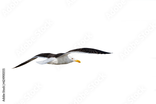 Seagull bird flying alone cutout with no background. Transparent background. png format.
