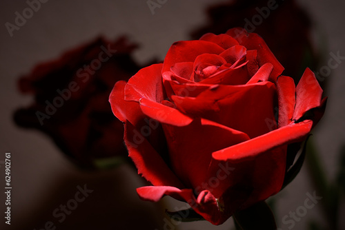 Fototapeta Naklejka Na Ścianę i Meble -  Red rose on a dark background with lights