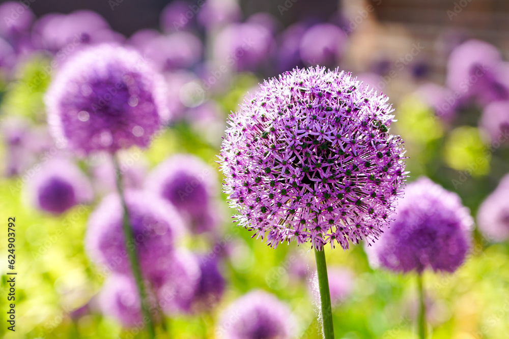 Obraz premium Blooming purple flower balls of ornamental onion Allium hollandicum, decorative garlic