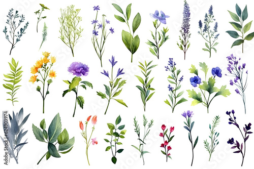 Watercolor elements - wildflowers, herbs, flowers, leaf. Garden and wild, forest herb, branches. Isolated on white background. 