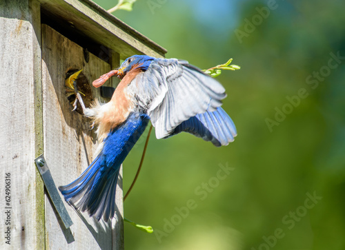Male bluebird with worm for open-mouthed baby bird