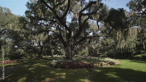 The giant oaks of Brookgreen Gardens, Myrtle Beach, South Carolina, USA, North America photo