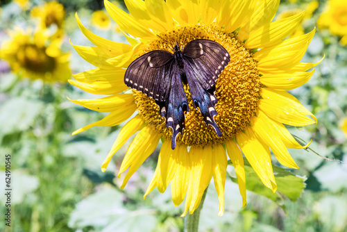 Butterfly on sunflower