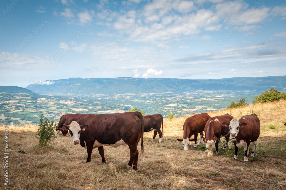 Troupeau de vaches Abondance en pature en Savoie Troupeau de vaches Abondance en pature en Savoie