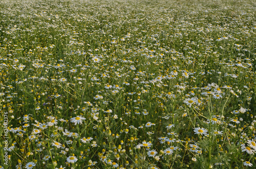 In the foreground are delicate blooming white daisies against a blurry background of a whole summer field of these flowers. Natural backgrounds, cultivation of pharmaceutical plants, medicinal herbs