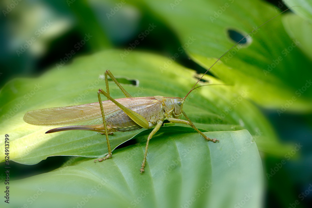 Grünes Heupferd, Tettigonia viridissima
Grünes Heupferd, Tettigonia viridissima