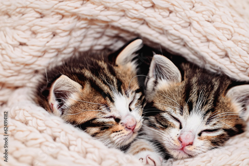 Little kittens sleep on a knitted rug. Two cats hug