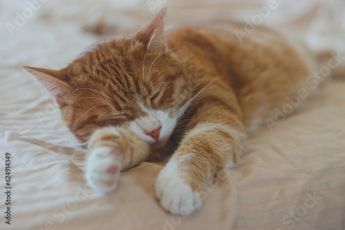 Beautiful Red Tabby Kitty Sleeping. Close Up Portrait Redhead Sleepy Striped © Kate Mova