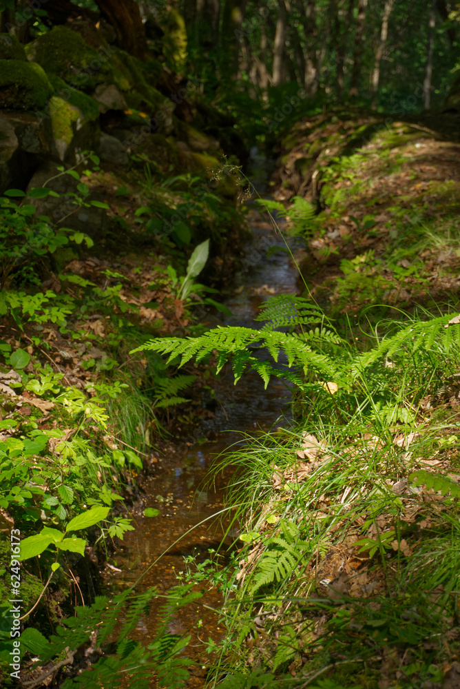 Stream in the forest 