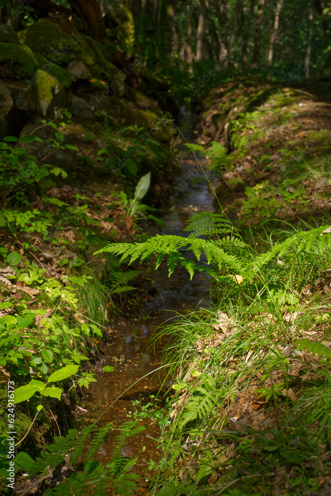 Stream in the forest Stream in the forest
