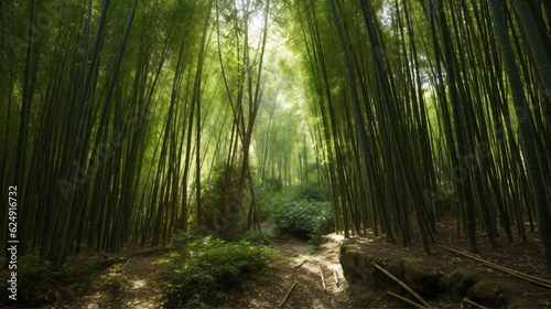 Lush green bamboo forest