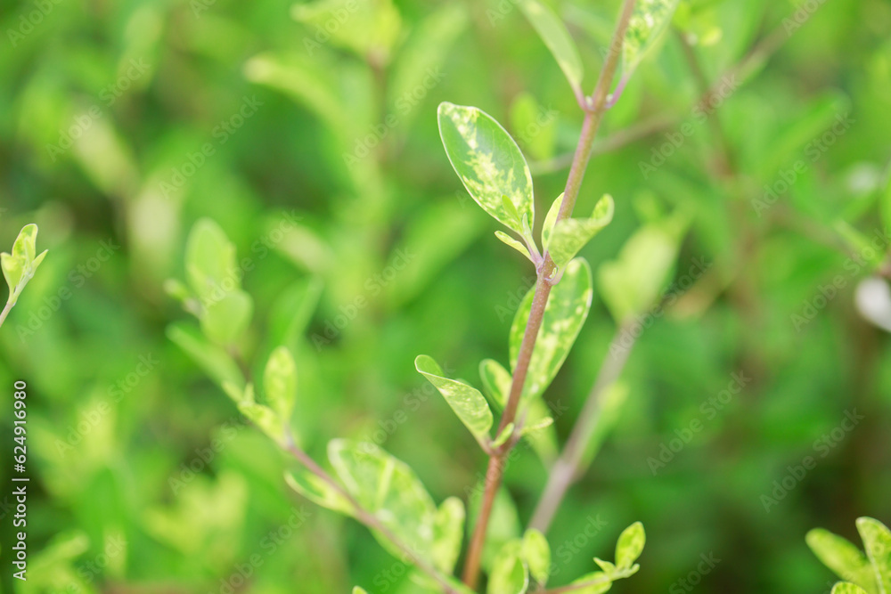 Natural background, the branch of green leave of a tree, abstract textured green background Natural background, the branch of green leave of a tree, abstract textured green background