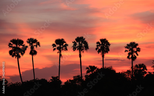 Silhouette line of sugar palm during sunset time