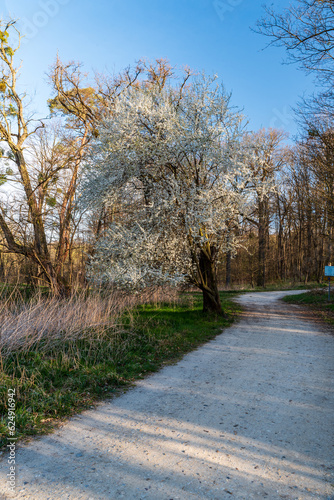 Trail with blossoming trees arounf during springtime day with clear sky photo