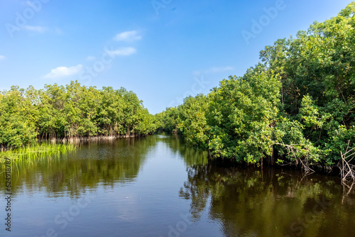 An evocative image showcasing the idyllic combination of dense mangrove forest  serene lake and brilliant blue sky  creating a scene of natural harmony.