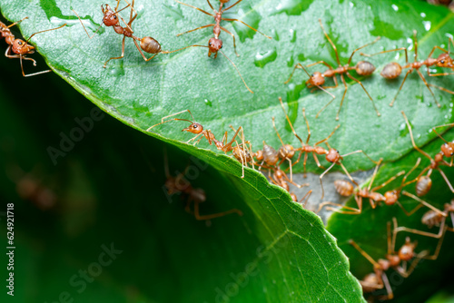 A photo of Red weaver ant nest building, ant team work. red ant. Red ant building and guarding nest.