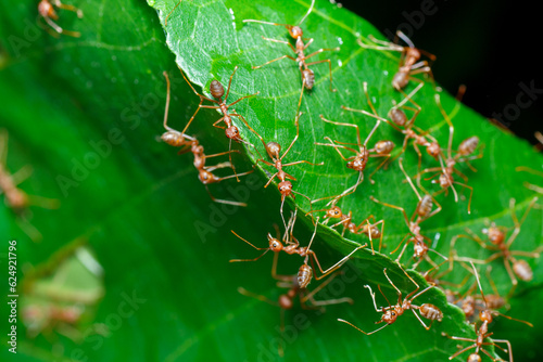 A photo of Red weaver ant nest building, ant team work. red ant. Red ant building and guarding nest.
