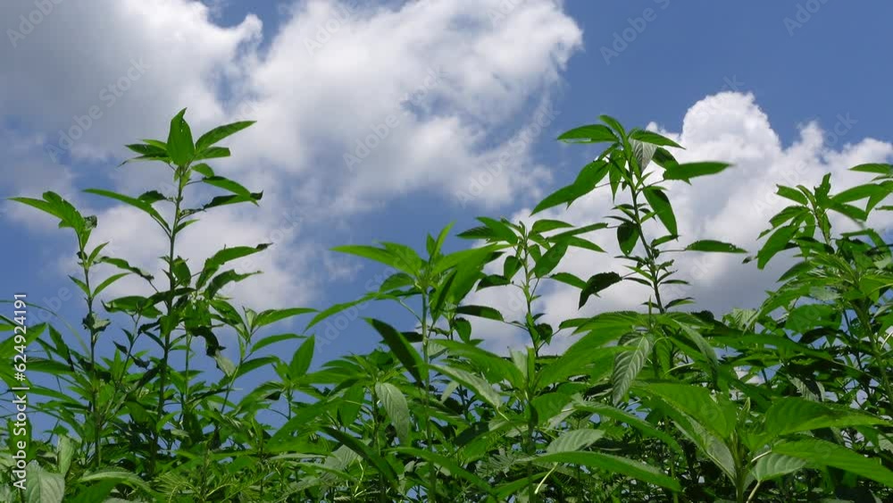 Scenery of swaying green jute trees on blue sky with white clouds background. Scenery of swaying green jute trees on blue sky with white clouds background.
