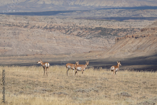 Pronghorns in the Wyoming mountains