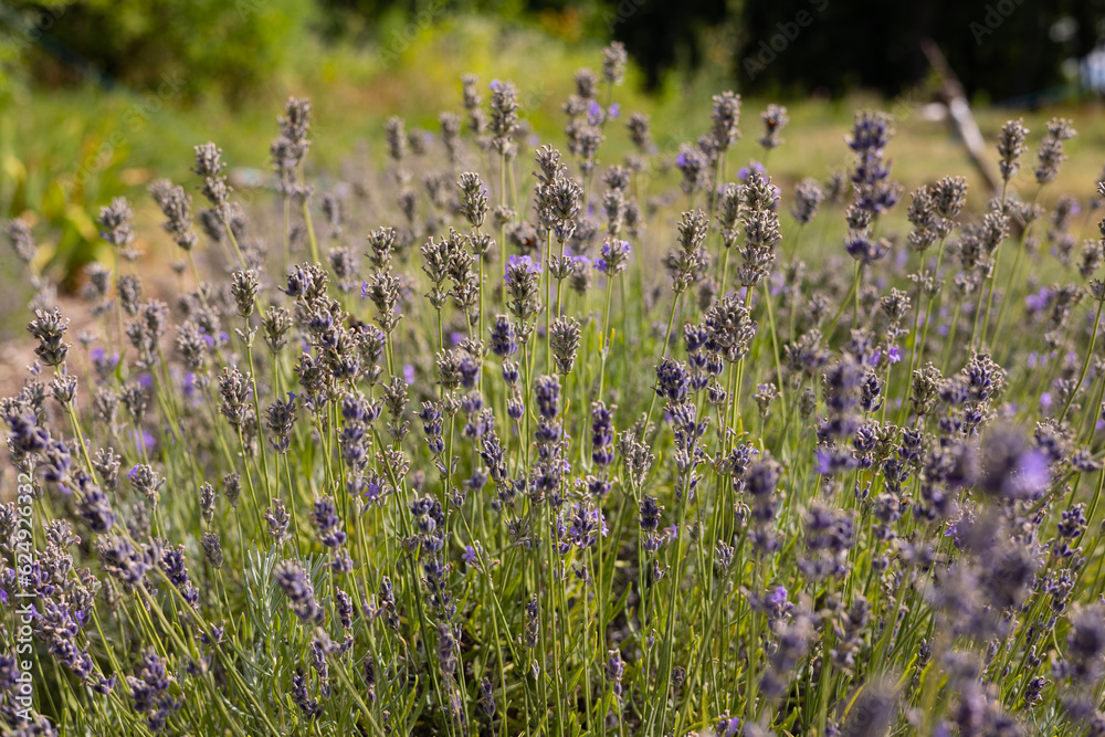Naklejka premium Lavender blossom on the field