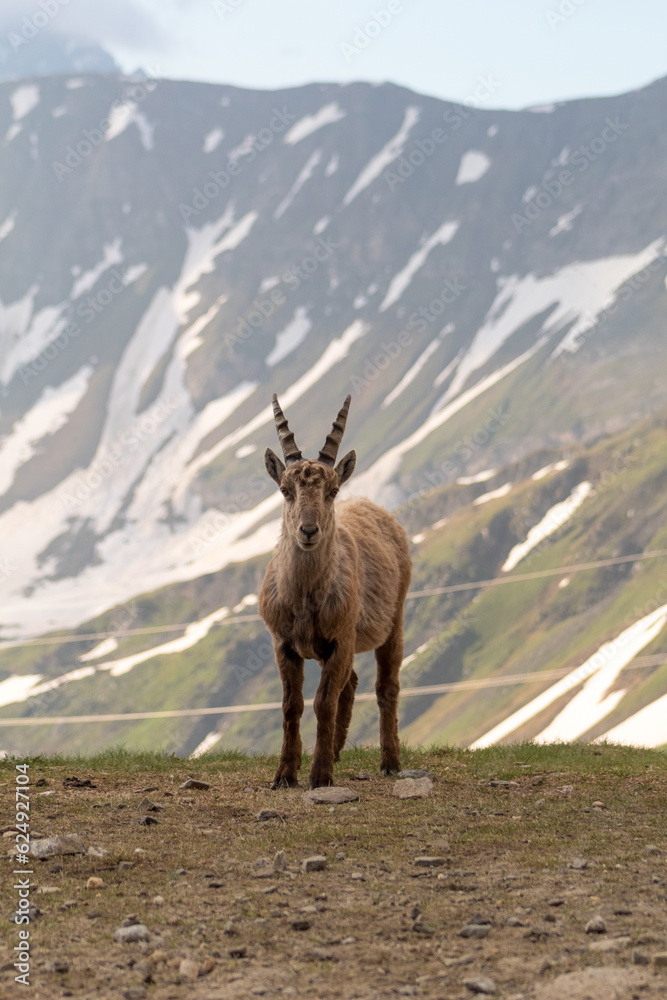Obraz premium Young Ibex male looking towards the camera with the mountain as a background