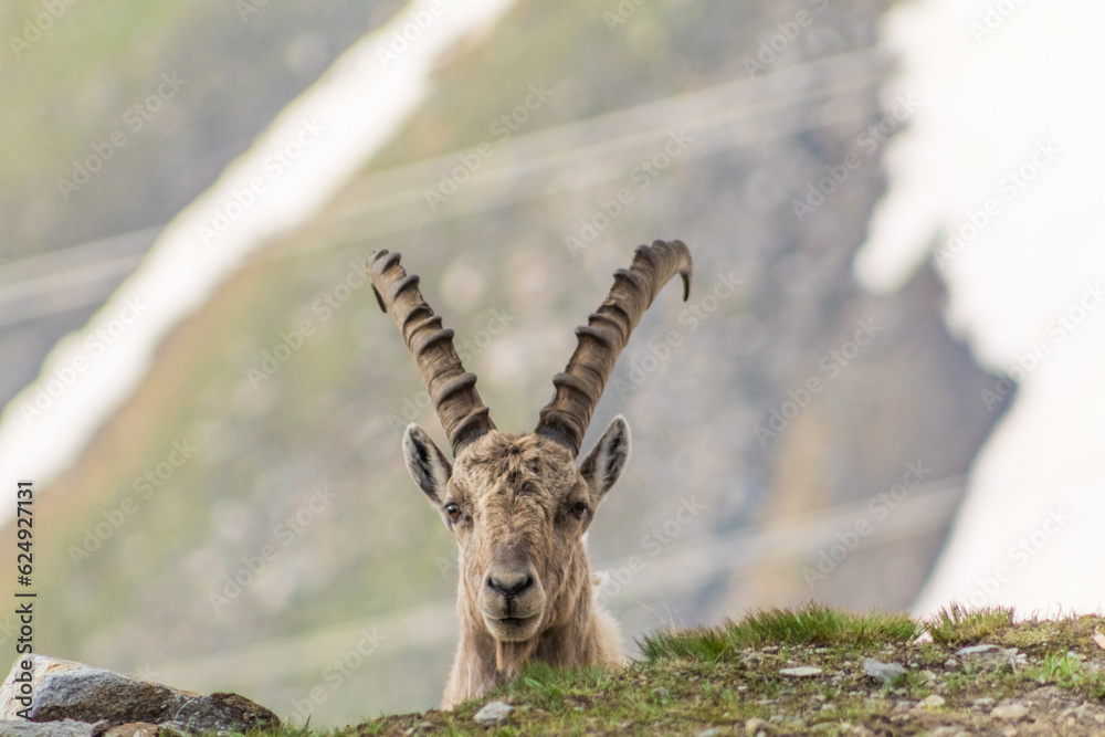 Close up of male ibex with mountain as background