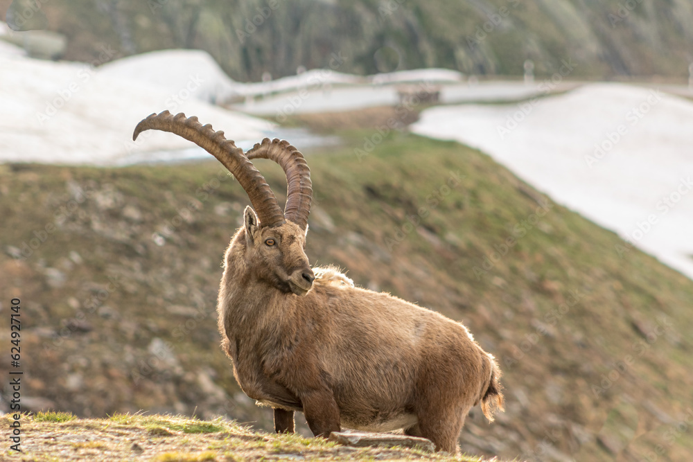 Ibex male looking to the right with the mountain in the background Ibex male looking to the right with the mountain in the background