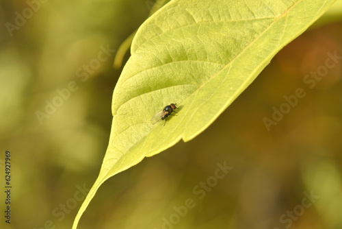 A small midge sits on a leaf of a tree outdoors, close up.
