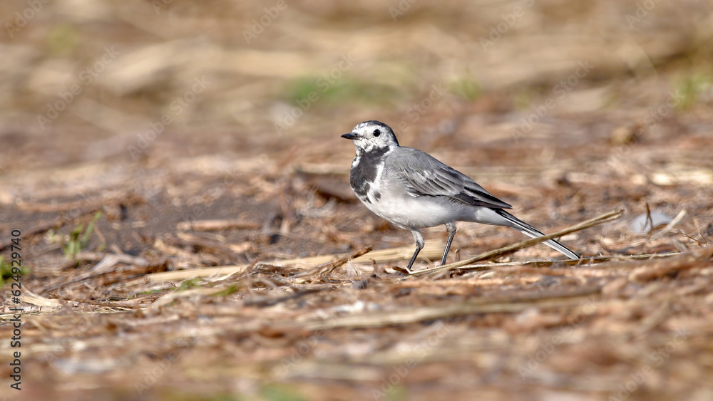 A gray wagtail bird stands on the ground on a summer day close-up. A gray wagtail bird stands on the ground on a summer day close-up.