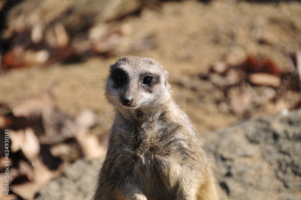 Fototapeta premium meerkat on the lookout