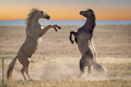 Wild horses fighting in Wyoming