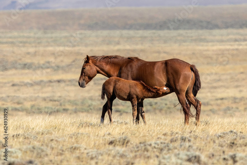 Wild horses in Wyoming