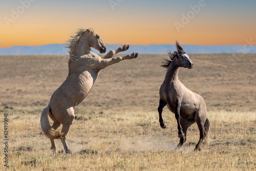 Wild horses fighting in Wyoming © Taylored Photos
